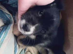 Cachorro raça SRD-ViraLata idade 2 a 6 meses nome não tem nomes