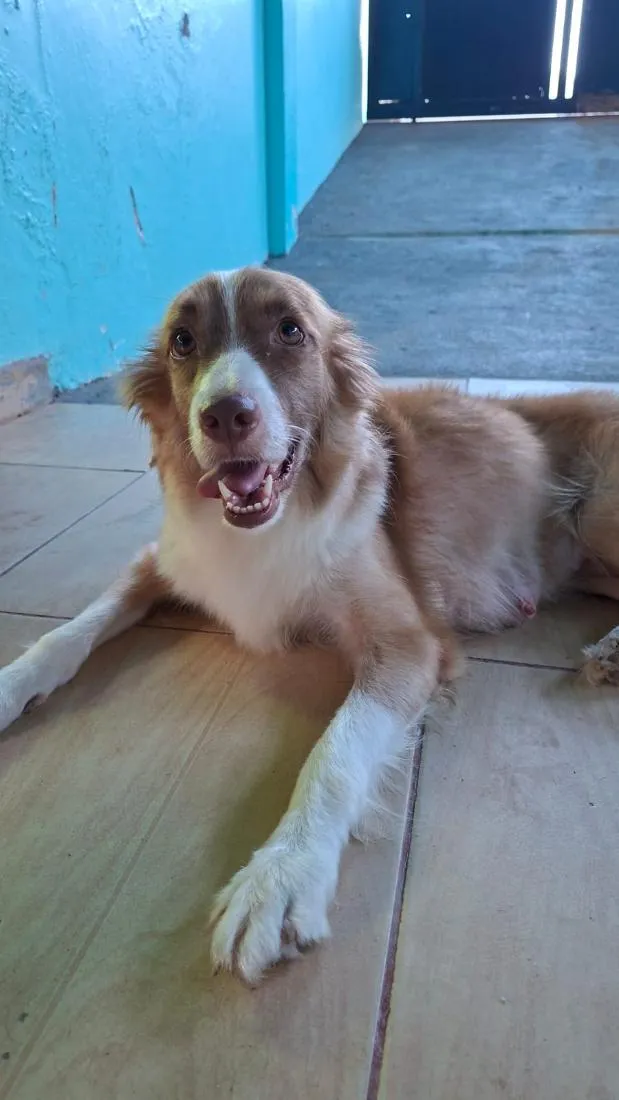 Cachorro raça SRD-ViraLata idade 1 ano nome Lessie