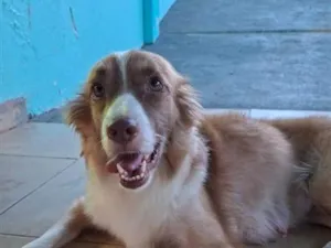 Cachorro raça SRD-ViraLata idade 1 ano nome Lessie