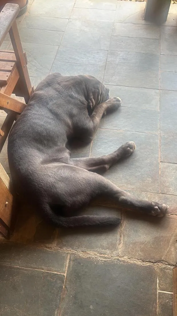 Cachorro raça SRD-ViraLata idade 2 anos nome Anakin