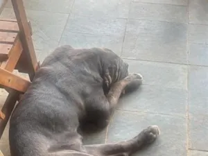 Cachorro raça SRD-ViraLata idade 2 anos nome Anakin