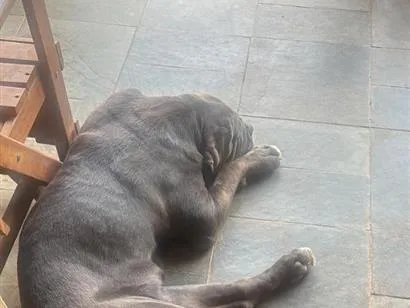 Cachorro raça SRD-ViraLata idade 2 anos nome Anakin