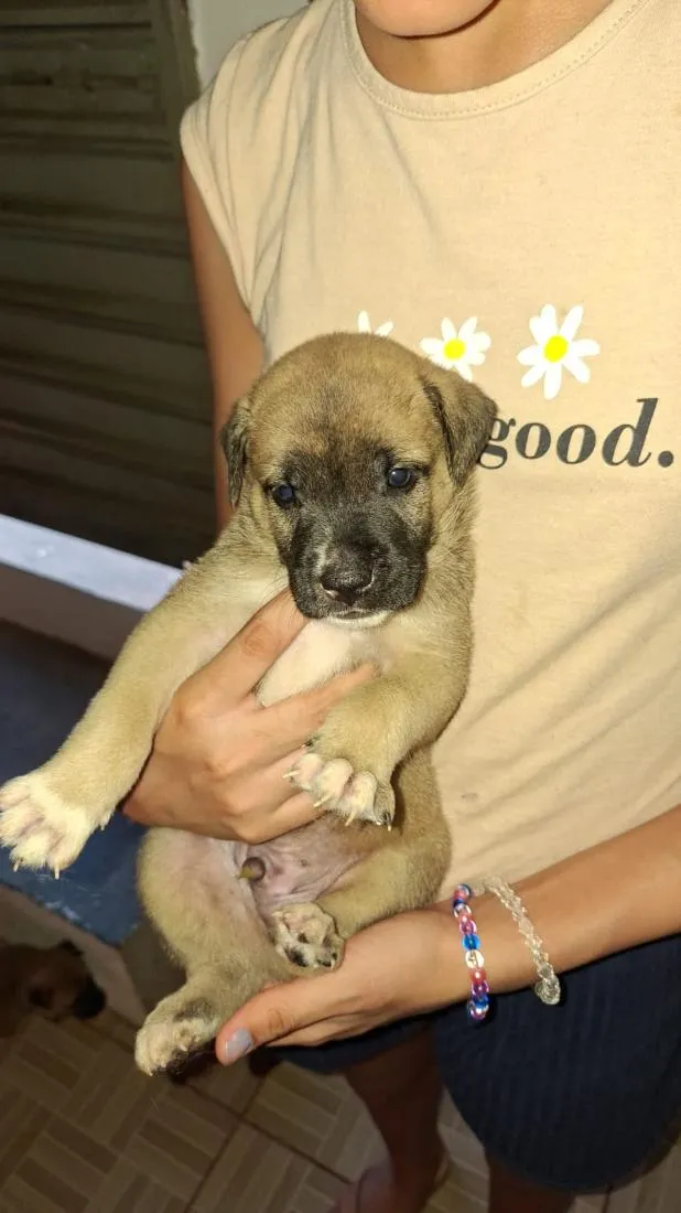 Cachorro raça SRD-ViraLata idade Abaixo de 2 meses nome sem nome