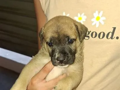 Cachorro raça SRD-ViraLata idade Abaixo de 2 meses nome sem nome