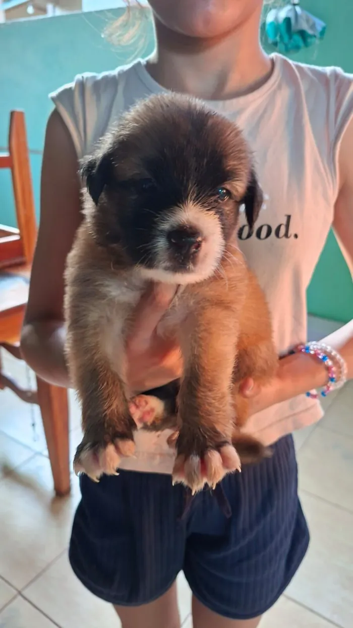 Cachorro raça SRD-ViraLata idade Abaixo de 2 meses nome sem nome