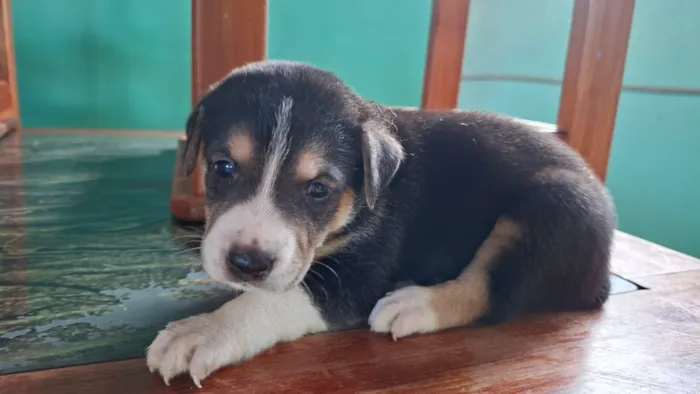 Cachorro raça SRD-ViraLata idade Abaixo de 2 meses nome sem nome