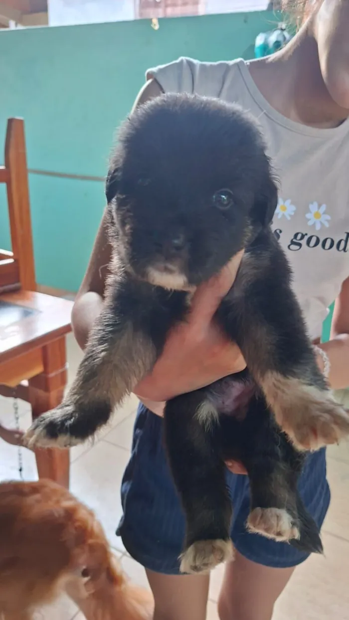 Cachorro raça SRD-ViraLata idade Abaixo de 2 meses nome sem nome