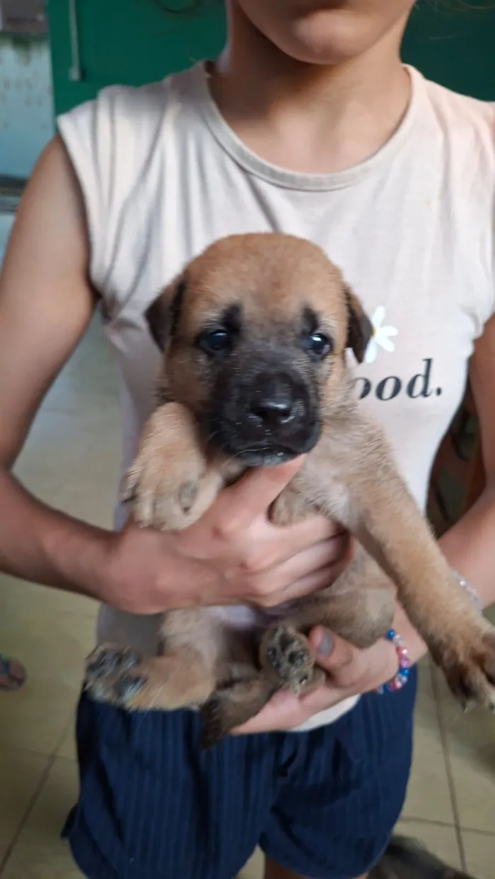 Cachorro raça SRD-ViraLata idade Abaixo de 2 meses nome sem nome
