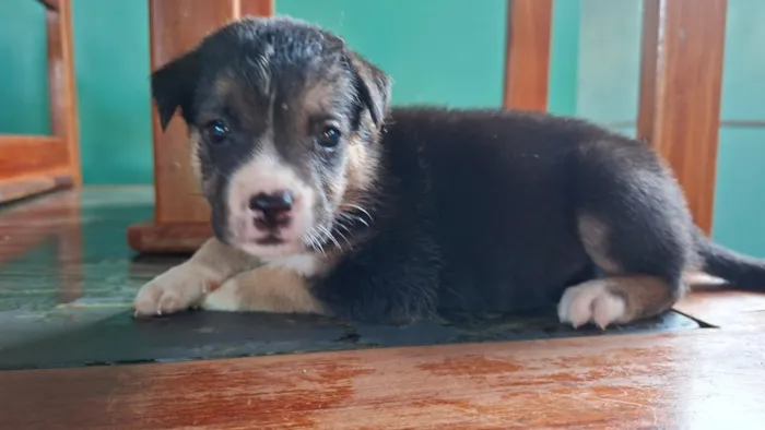 Cachorro raça SRD-ViraLata idade Abaixo de 2 meses nome sem nome