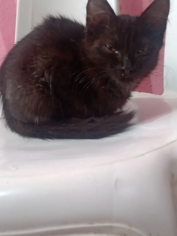 Gato raça SRD-ViraLata idade 2 a 6 meses nome Ritinha