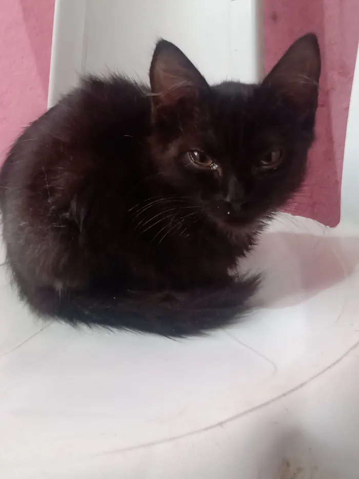 Gato raça SRD-ViraLata idade 2 a 6 meses nome Ritinha