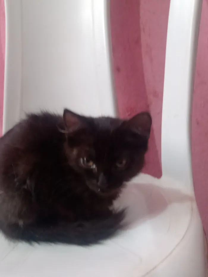 Gato raça SRD-ViraLata idade 2 a 6 meses nome Ritinha