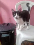 Tigre
