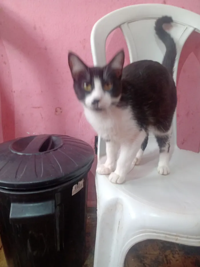 Gato raça SRD-ViraLata idade 7 a 11 meses nome Tigre