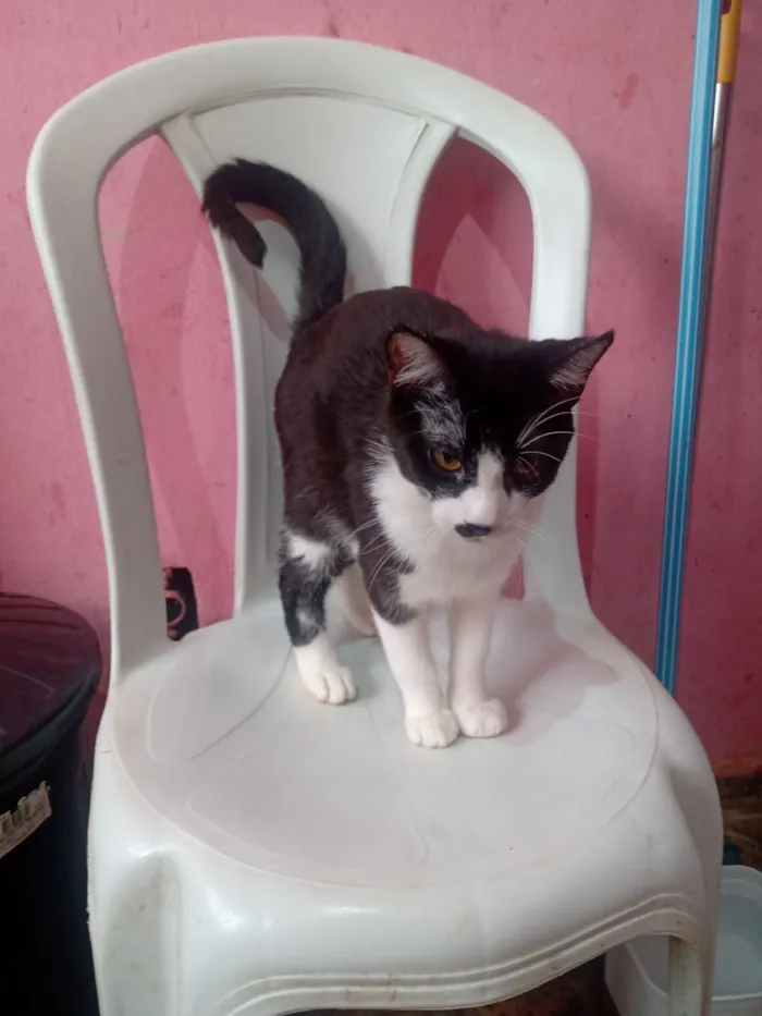 Gato raça SRD-ViraLata idade 7 a 11 meses nome Tigre