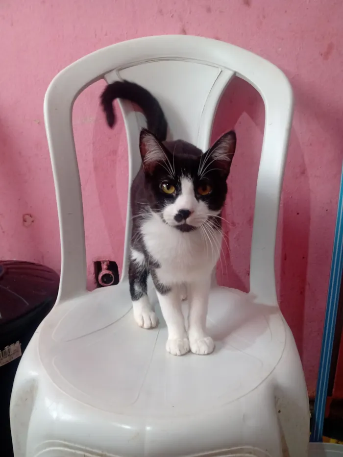 Gato raça SRD-ViraLata idade 7 a 11 meses nome Tigre