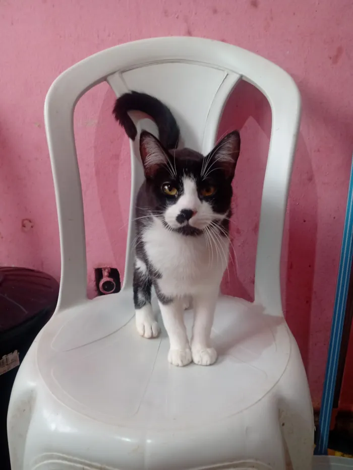 Gato raça SRD-ViraLata idade 7 a 11 meses nome Tigre