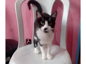 Gato raça SRD-ViraLata idade 7 a 11 meses nome Tigre