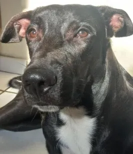 Cachorro raça SRD-ViraLata idade 7 a 11 meses nome Pantera