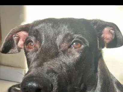 Cachorro raça SRD-ViraLata idade 7 a 11 meses nome Pantera