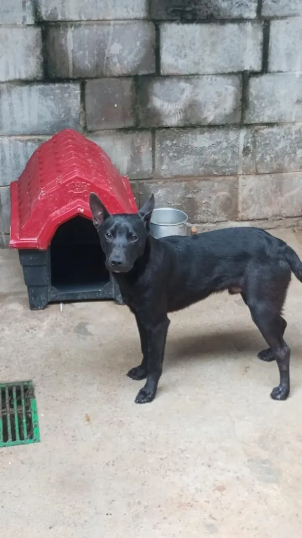 Cachorro raça SRD-ViraLata idade 7 a 11 meses nome Eros
