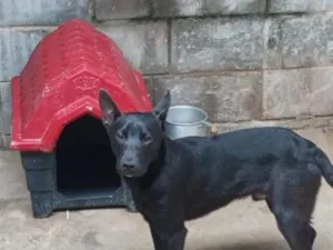 Cachorro raça SRD-ViraLata idade 7 a 11 meses nome Eros