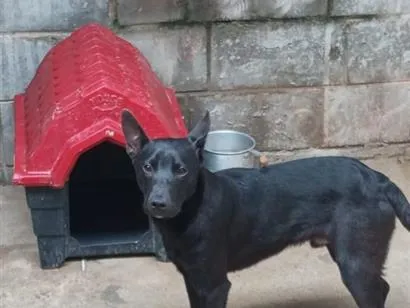 Cachorro raça SRD-ViraLata idade 7 a 11 meses nome Eros