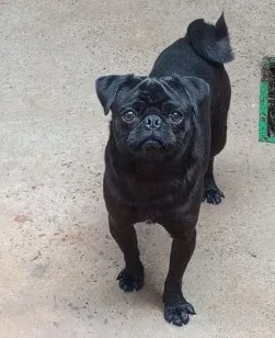 Cachorro raça SRD-ViraLata idade 1 ano nome Bruce 