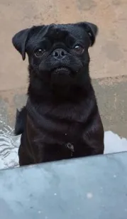 Cachorro raça SRD-ViraLata idade 1 ano nome Bruce 