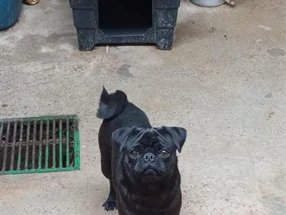Cachorro raça SRD-ViraLata idade 1 ano nome Bruce 