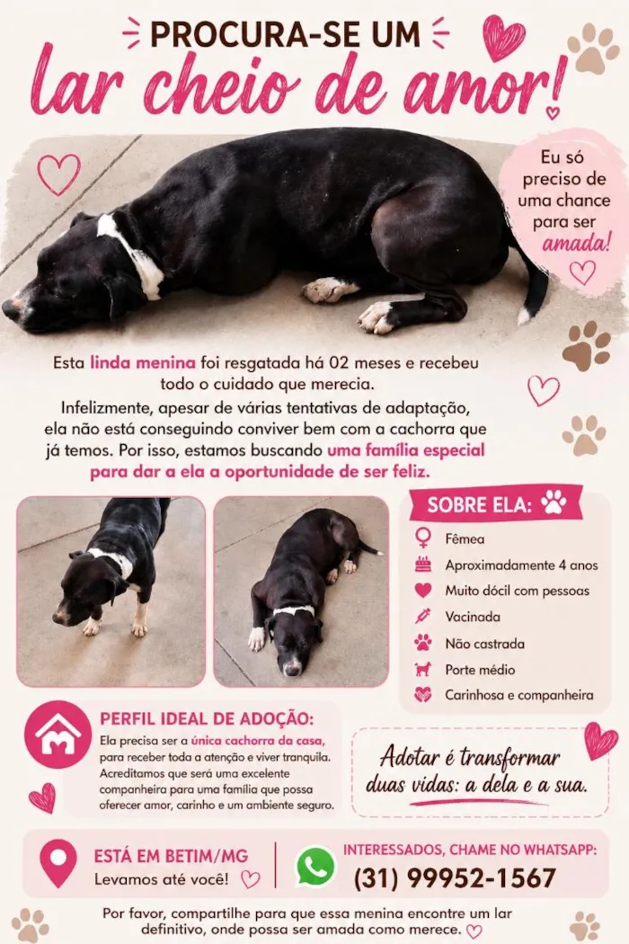 Cachorro raça SRD-ViraLata idade 4 anos nome Pretinha 