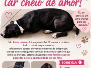 Cachorro raça SRD-ViraLata idade 4 anos nome Pretinha 