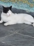 Tom