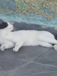 Tom
