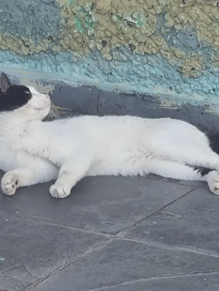Gato raça SRD-ViraLata idade 1 ano nome Tom