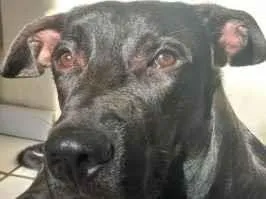 Cachorro raça SRD-ViraLata idade 7 a 11 meses nome Pantera