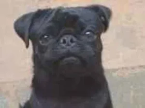 Cachorro raça SRD-ViraLata idade 1 ano nome Bruce 