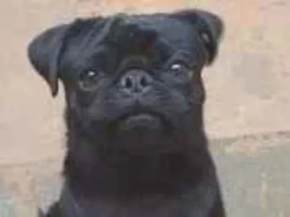 Cachorro raça SRD-ViraLata idade 1 ano nome Bruce 