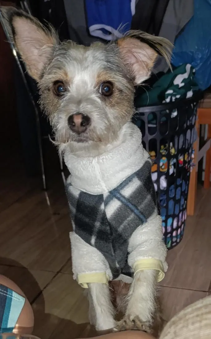 Cachorro raça SRD-ViraLata idade 6 ou mais anos nome Chouji