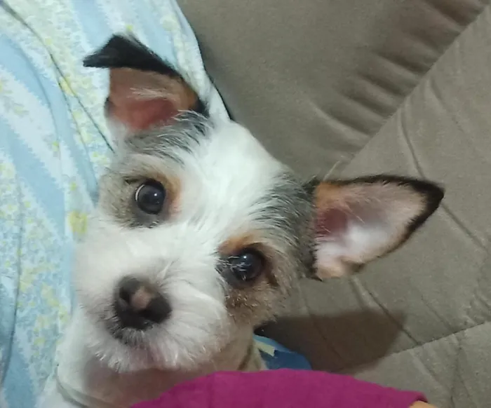 Cachorro raça SRD-ViraLata idade 6 ou mais anos nome Chouji