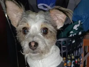 Cachorro raça SRD-ViraLata idade 6 ou mais anos nome Chouji