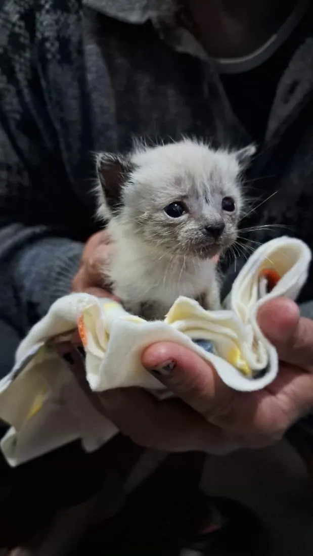 Gato raça SRD-ViraLata idade Abaixo de 2 meses nome Luizinho