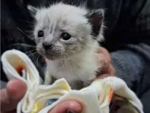 Gato raça SRD-ViraLata idade Abaixo de 2 meses nome Luizinho