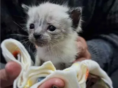 Gato raça SRD-ViraLata idade Abaixo de 2 meses nome Luizinho