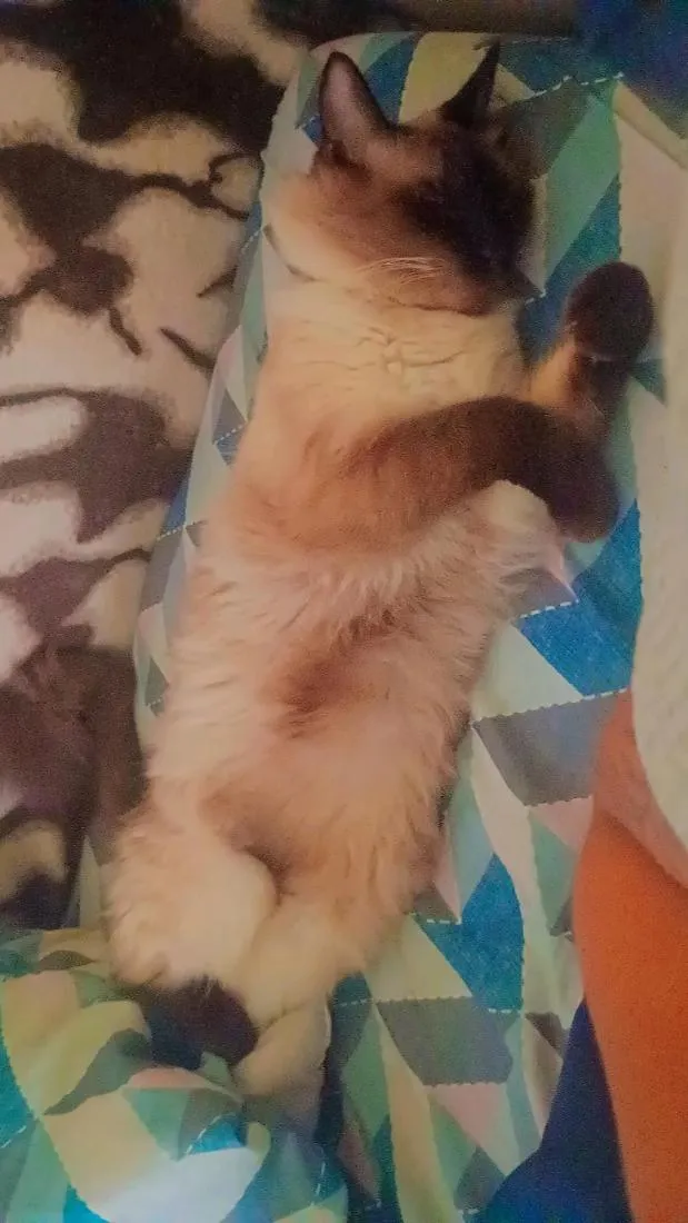 Gato raça Siamês idade 1 ano nome Mingau