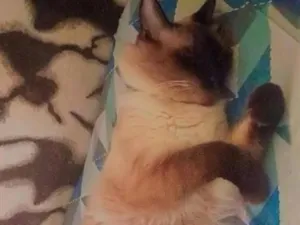 Gato raça Siamês idade 1 ano nome Mingau