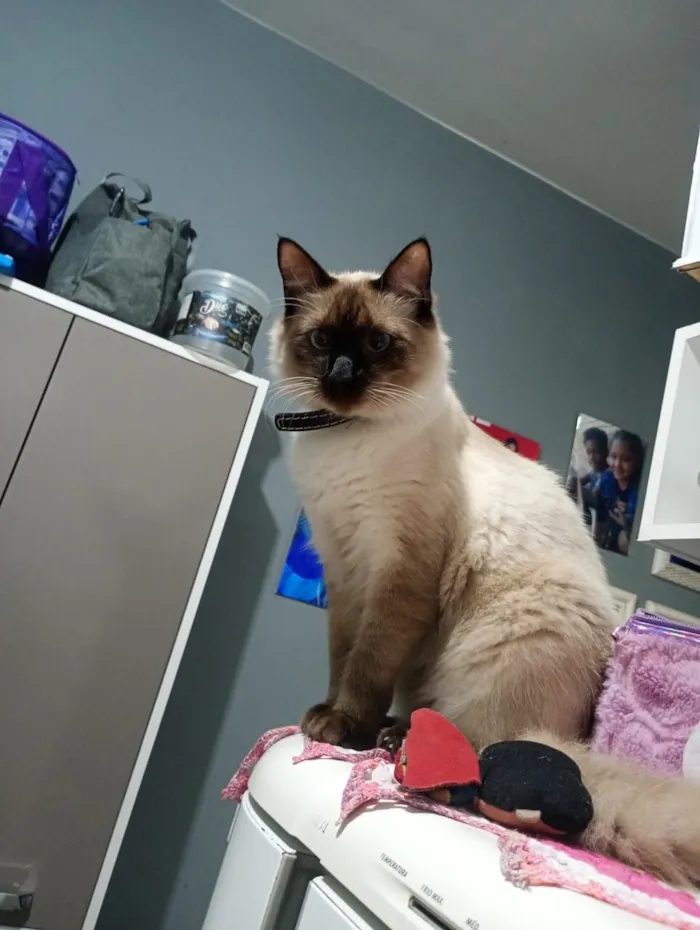 Gato raça Siamês idade 1 ano nome Mingau