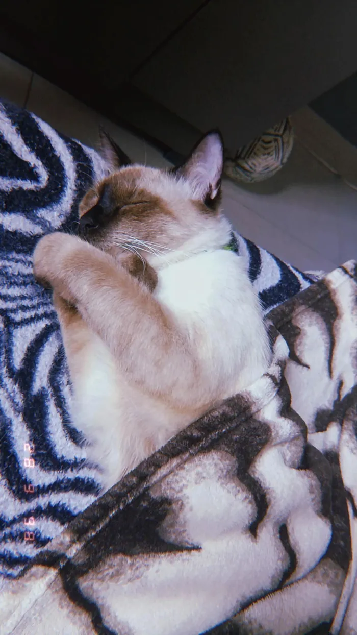 Gato raça Siamês idade 1 ano nome Mingau