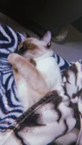 Mingau