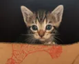 Tom
